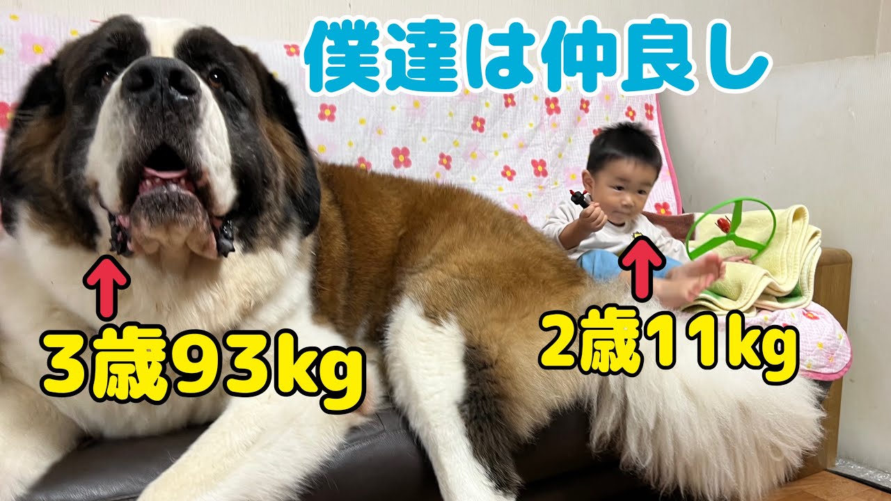 【セントバーナード】もも・とと・ららと孫との何気ない日常。孫のそばには、いつももも・とと・ららがいるよ。