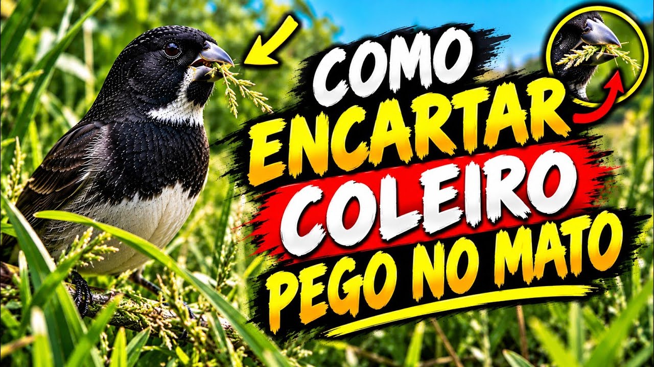 COMO ENCARTAR COLEIRO OU PAPA CAPIM PEGO NO MATO