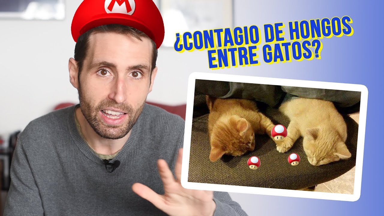 ¿Cómo evito el contagio de los HONGOS de mi GATO a toda la familia?