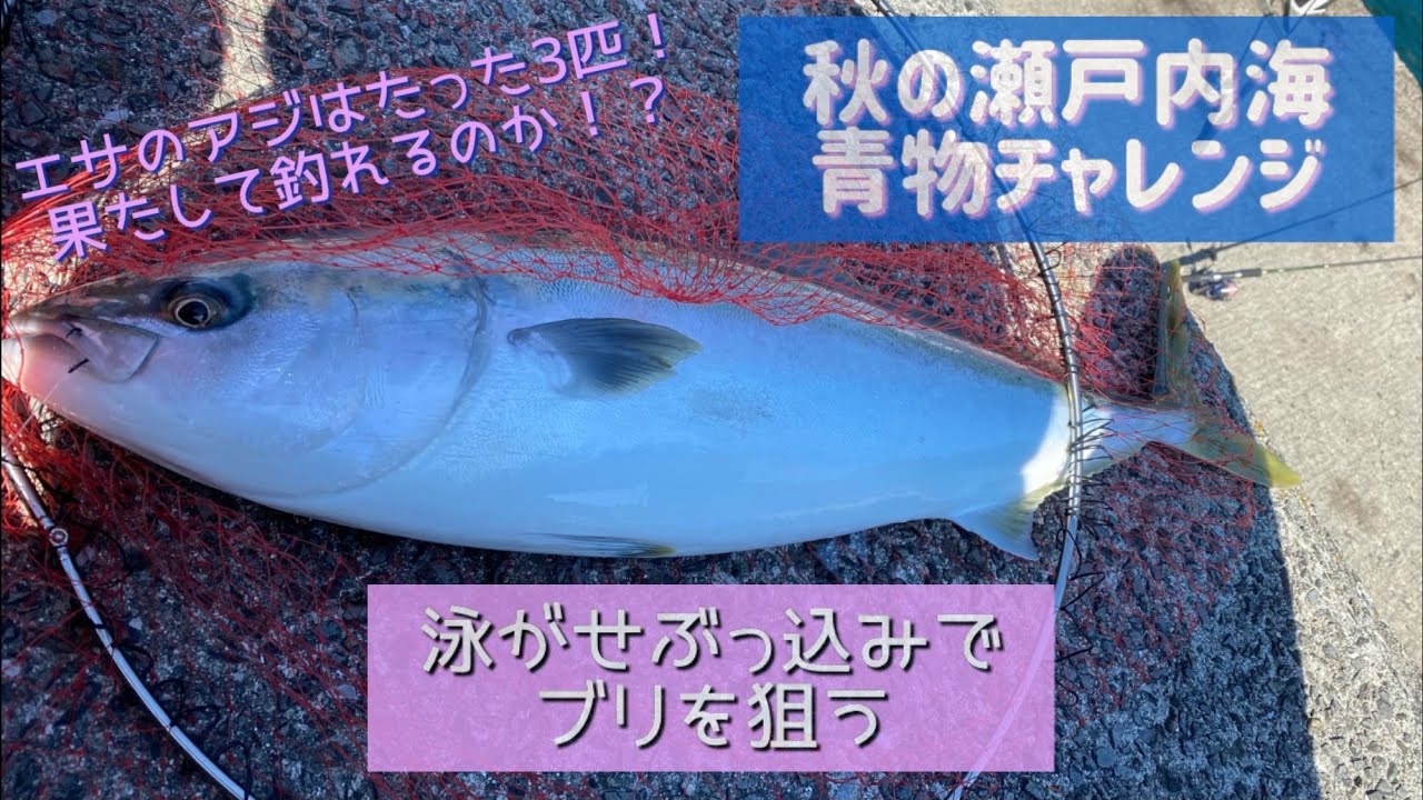秋の瀬戸内海 青物チャレンジ 2020年10月  泳がせぶっ込みでブリを狙う