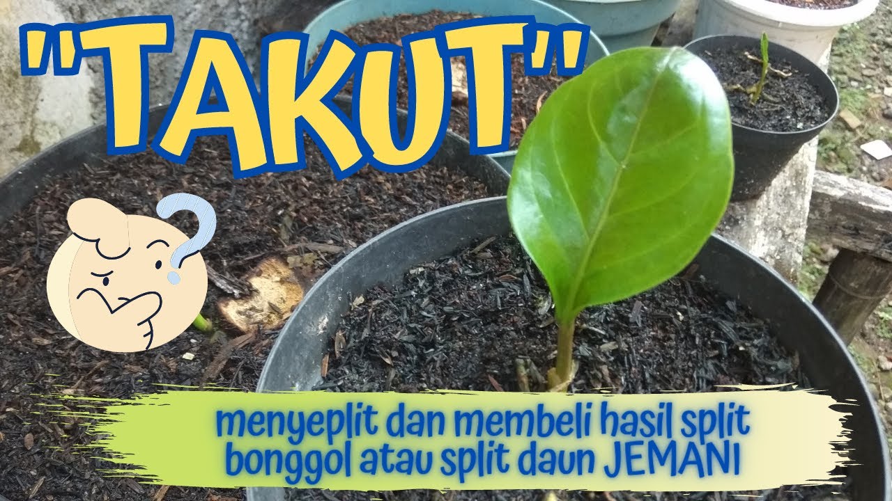 Takut membeli hasil split ?? | cara perawatan split jemani | split bonggol dan split daun