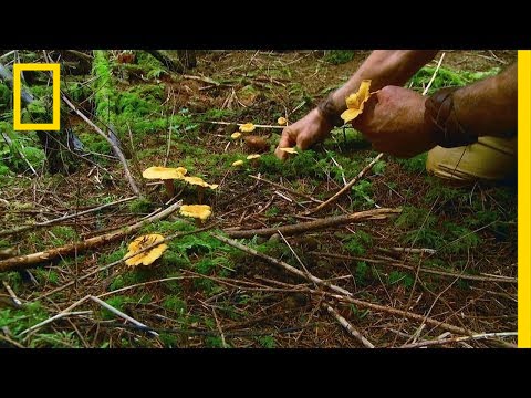 Hunting Shrooms | The Legend of Mick Dodge