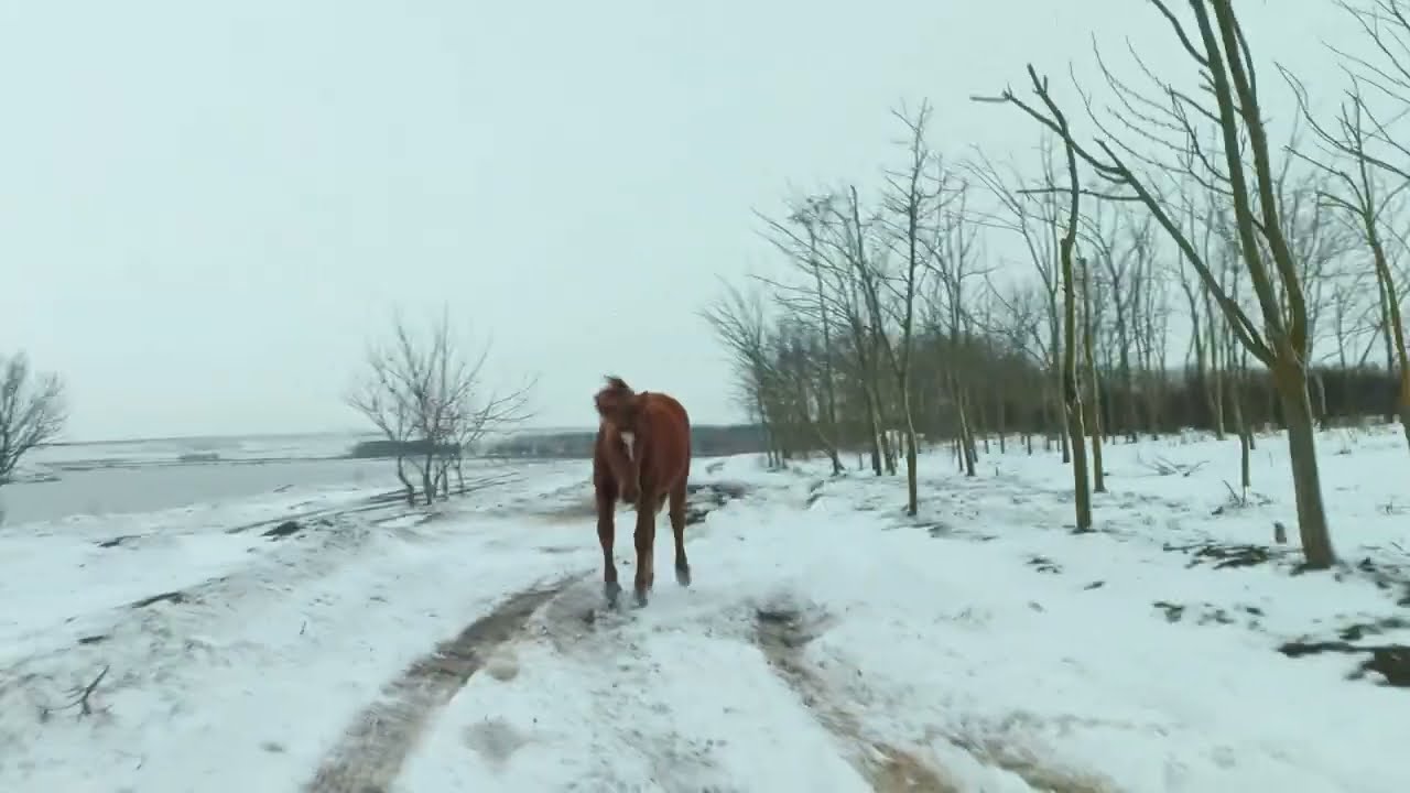 Young stallion 🐎 gallops along the snowy roads / Молодой жеребец 🐴 скачет по заснеженным дорогам +