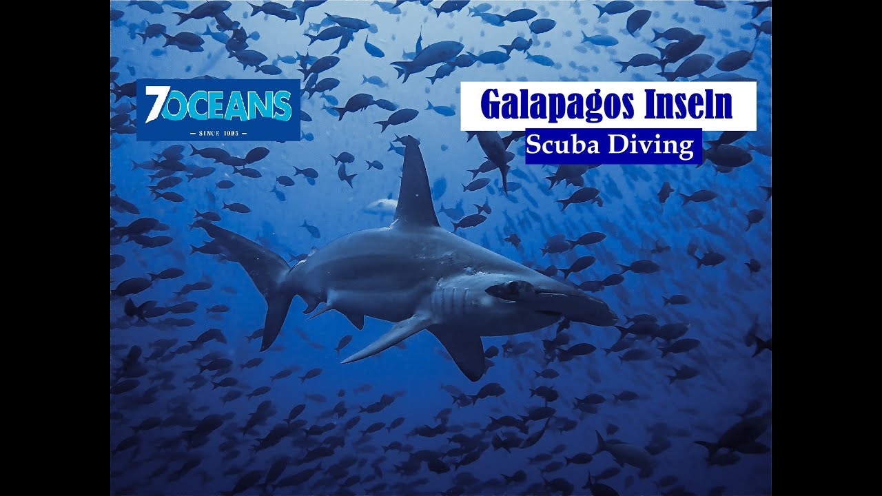 Galápagos Islands - Darwin & Wolf | Scuba Diving | Action-Sport 7oceans