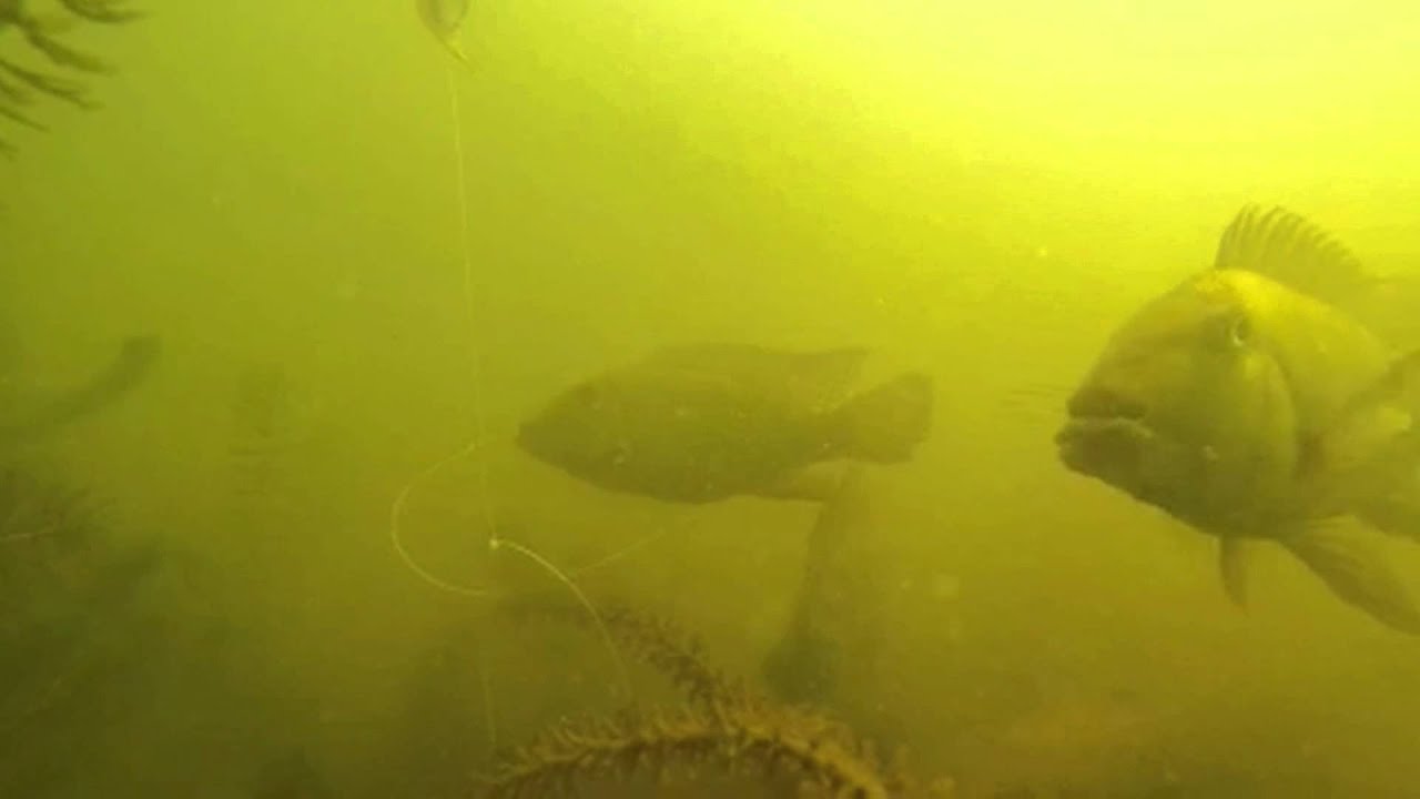 PESCA PORQUINHO MORDENDO ISCA!! SENSACIONAL!!!!