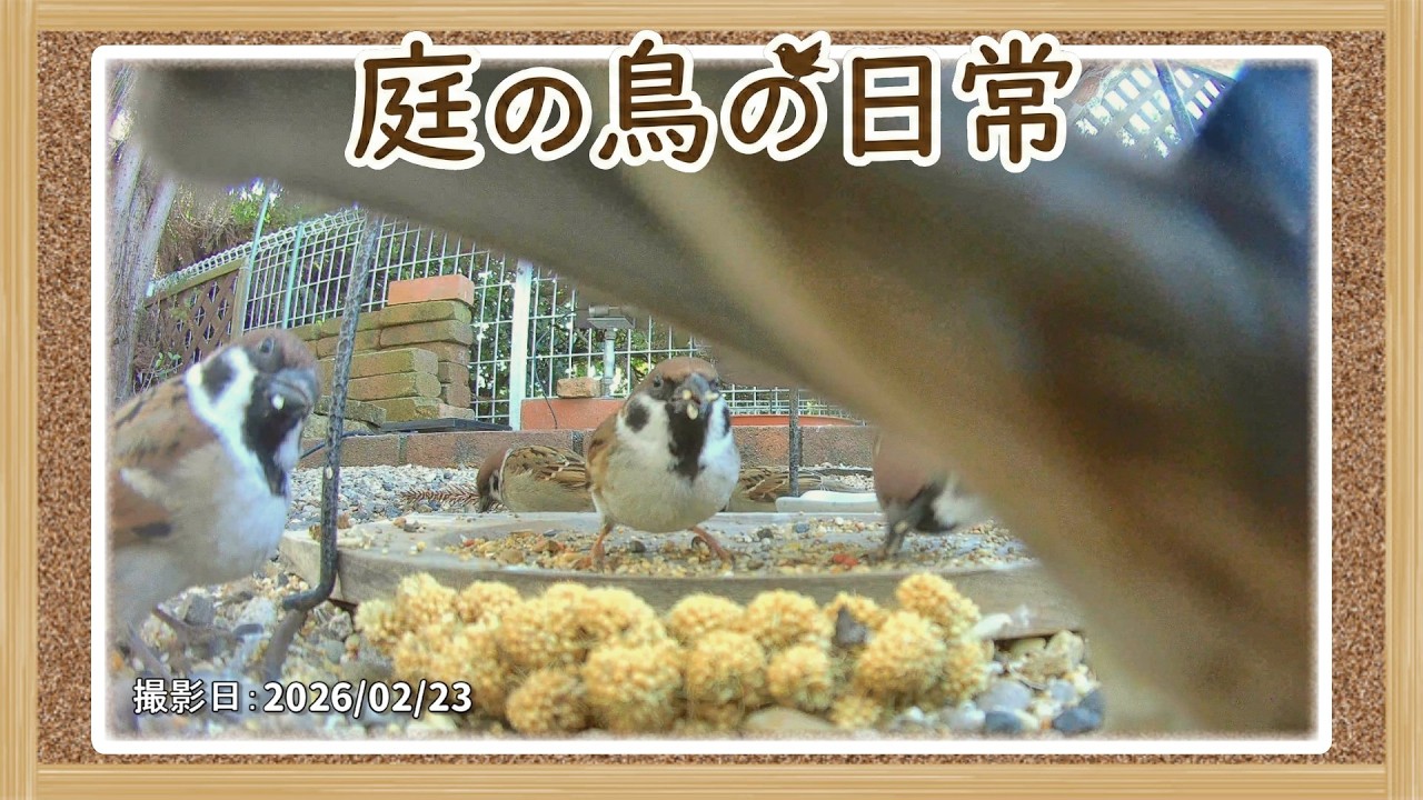 【庭の鳥の日常】(26,02,23) これから天気が崩れるみたい