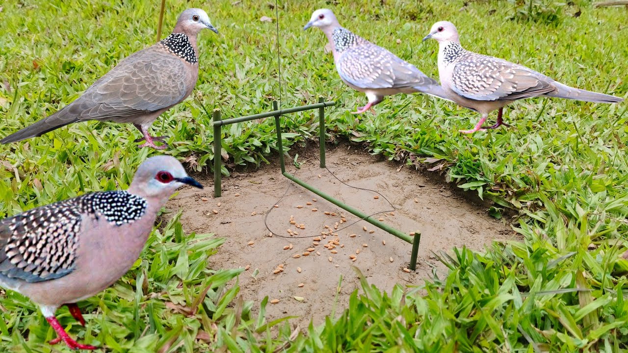 Shortcut bird trap vary simple 