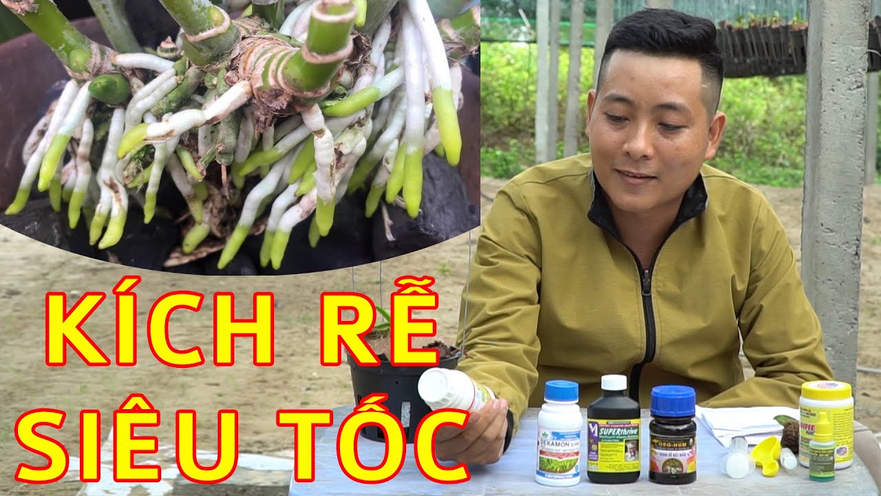 Thuốc Kích Rễ Cho Hoa Lan, Mẹo Giúp Kích Rể Hoa Lan Phát Triển Nhanh  l Vườn Lan Phạm Gia