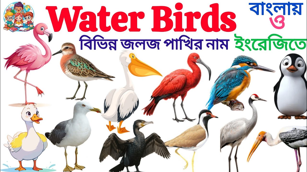 Water Birds | Learn 20 Water Birds Name IN English With Picture | Birds Name Tollder Video For Kids 