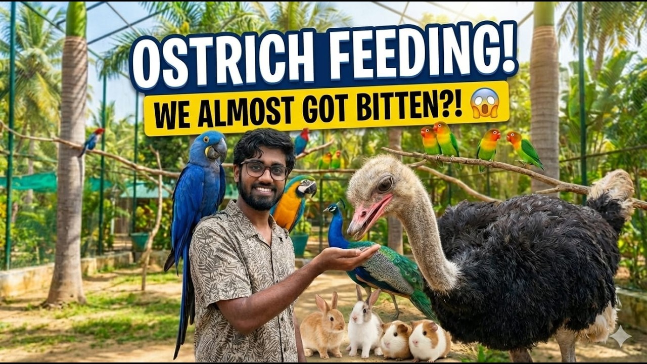 IPDI Oru Edama?! 😍 | Feeding Giant Parrots & Ostrich---PART-1