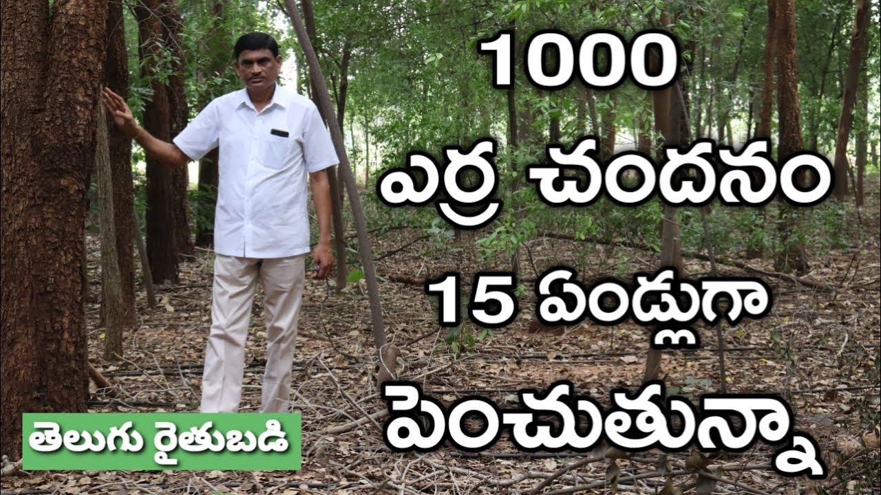 ఏడెకరాల్లో ఎర్రచందనం అరణ్యం.. 15 ఏండ్లుగా సేద్యం.. | Telugu Rythubadi