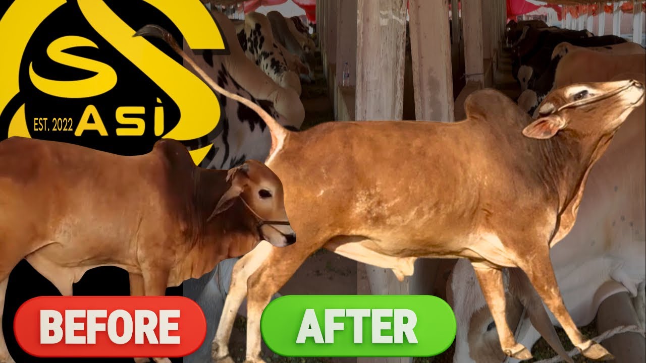Shapatar Ka Before➡️After🔥| First Before/After of the Season! MashaAllah | Farm Updates