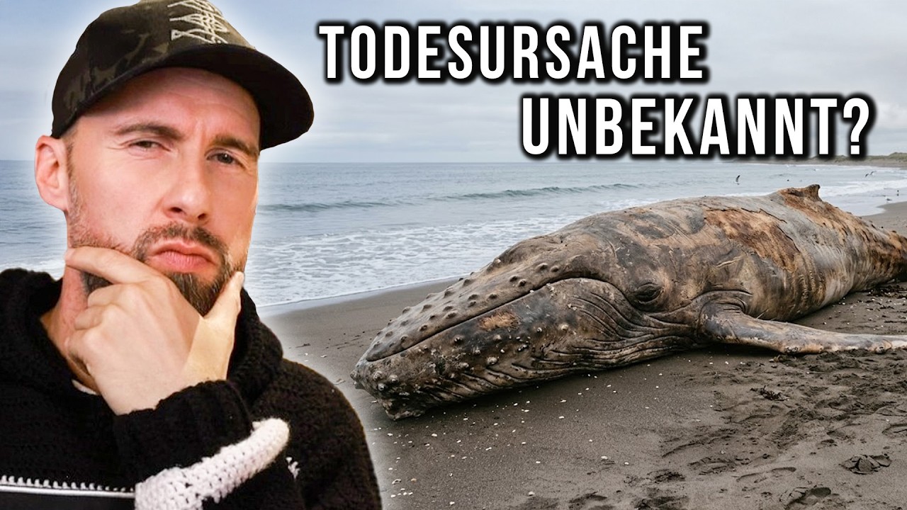 Exklusiv Aufnahmen von &bdquo;Timmy&ldquo; & n&auml;chster Wal auf dem Weg nach Deutschland?