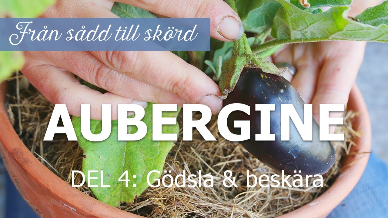 Aubergine från sådd till skörd - Del 4: Gödsel och beskärning