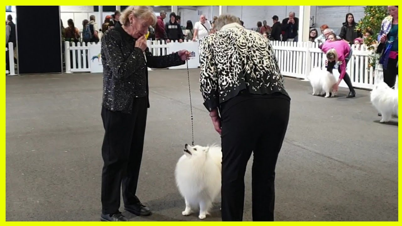 2022 Melbourne Royal Show - Japanese Spitz