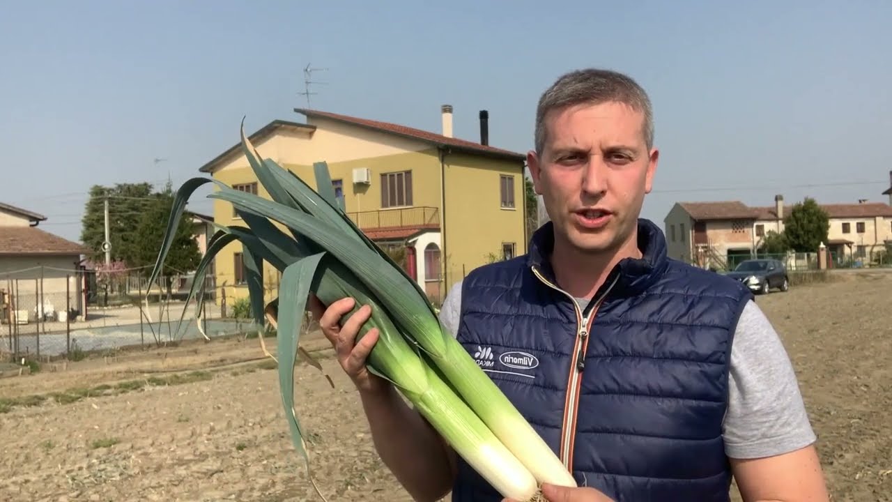 Il porro Autora F1 in raccolta nel Veneto
