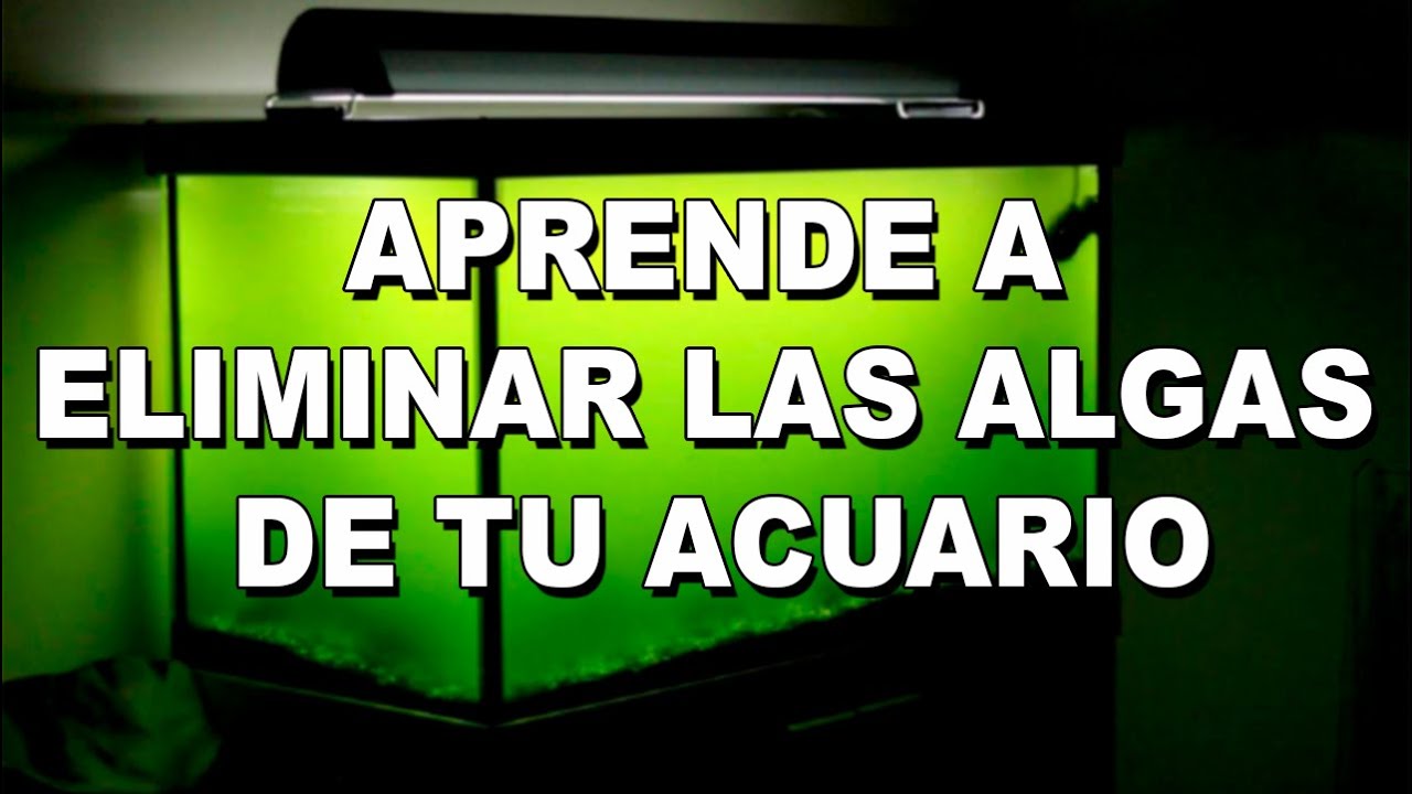 ALGAS EN EL ACUARIO: Por qué aparecen y como eliminarlas ✔️ (Guía de 9 tipos de algas)