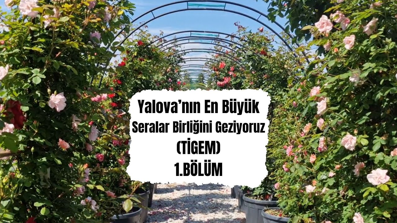 #13 Yalova'nın En Büyük Seralar Birliğini Geziyoruz (TİGEM) - 1.BÖLÜM #flowers #garden