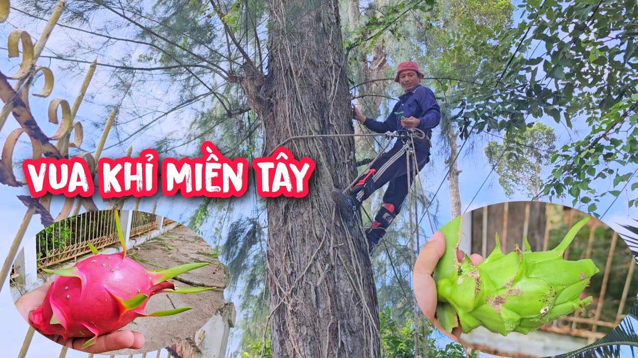Vua Khỉ cắt cây Dương trên 100 năm tuổi có dây Thanh Long nhiều trái ở trên ngọn.
