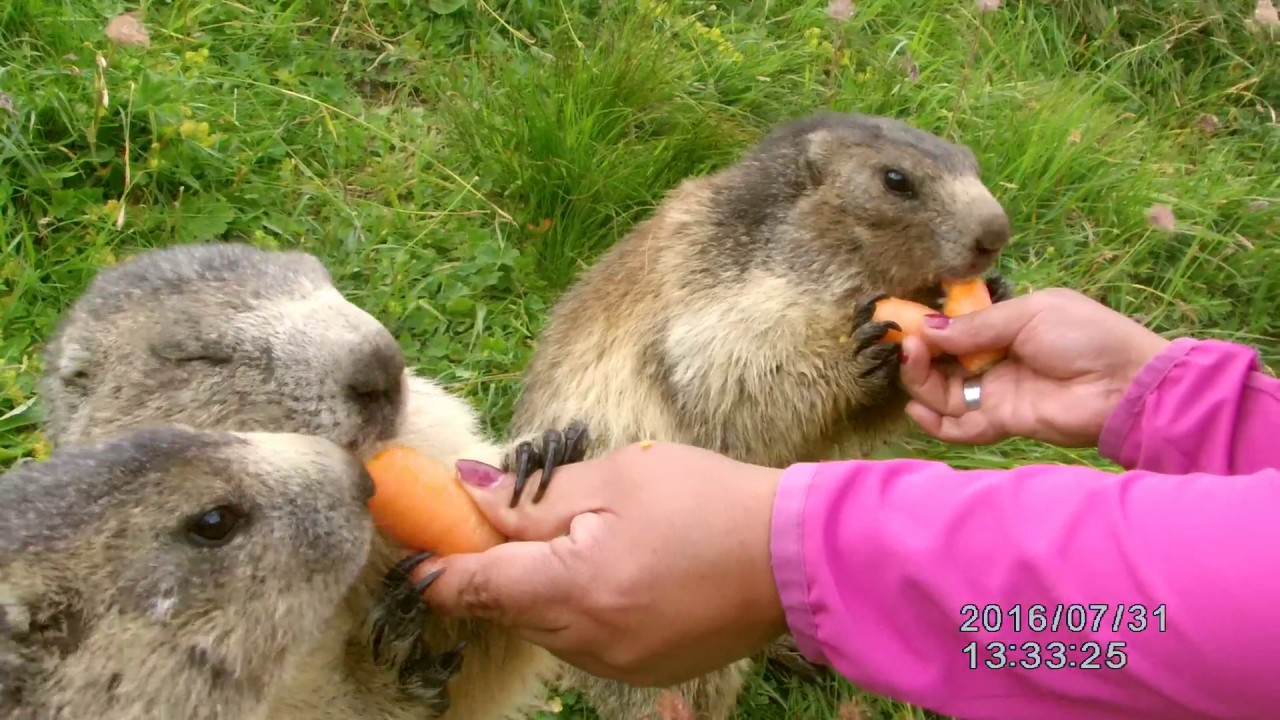 Murmeltiere Saas-Fee 2016.mp4