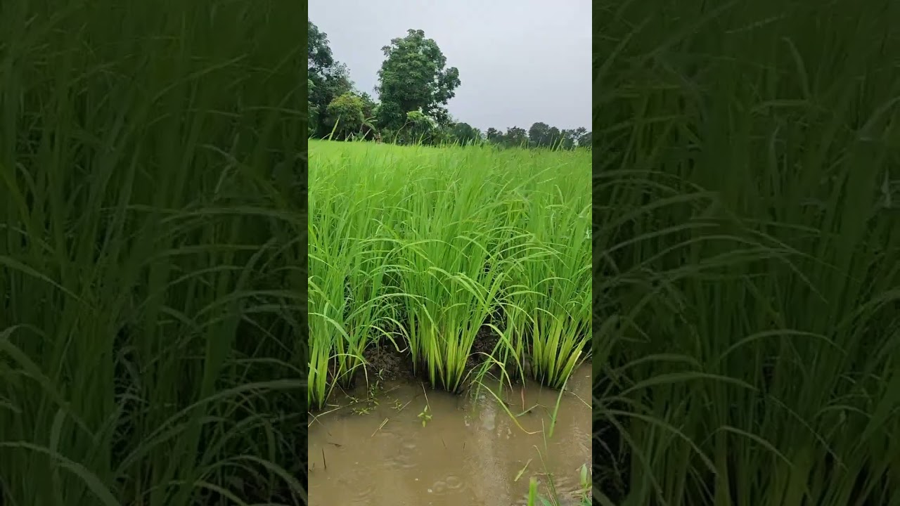 8-week-old jasmine rice plants.So good smelling.🌾🌾😀🐶#nature #farming #farmer #summer