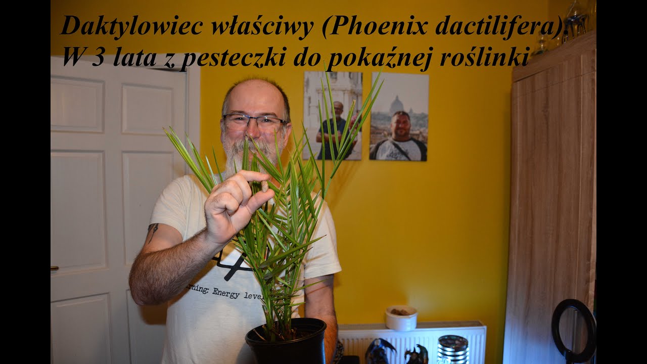 Daktylowiec Właściwy (phoenix dactilifera). Z nasionka do pokaźnej rośliny w  3 lata