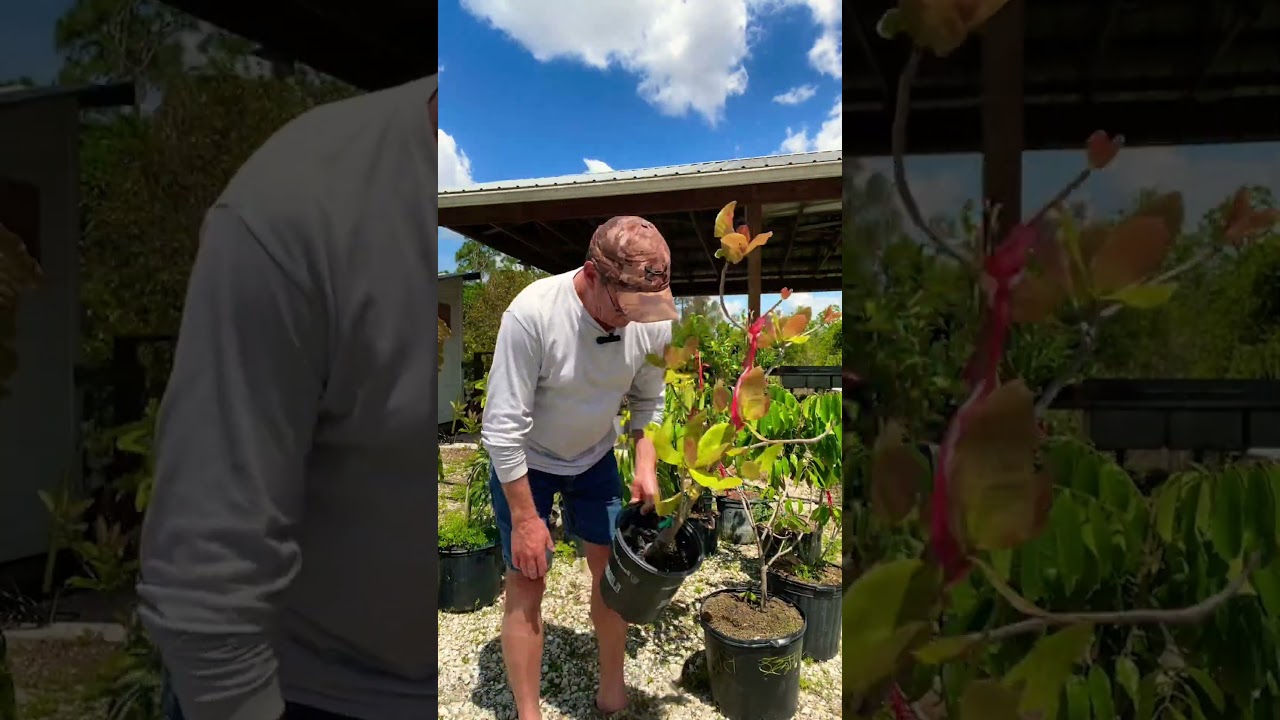 Мне доставили фруктовое дерево! #фрукты #фруктовыедеревья #выращивайсвоюеду #садоводство #пищевой...