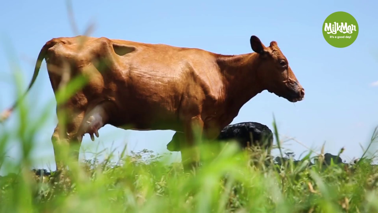 From farmer to the end consumer - All about MilkMan Uganda