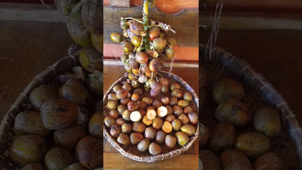 O que fazer qdo o fruto da pupunha sem espinhos não dá castanha?