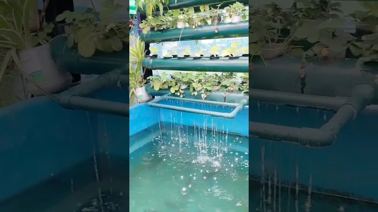 ORGANIC GARDENING WITH TILAPIA PA