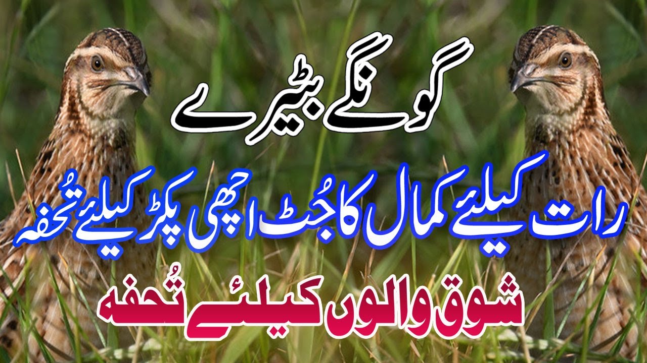 Batair Ki Awaz | Gongy Batairy | Voice For Night | رات کے لیے بٹیر کی بہترین آواز | Lag Keliy Batair