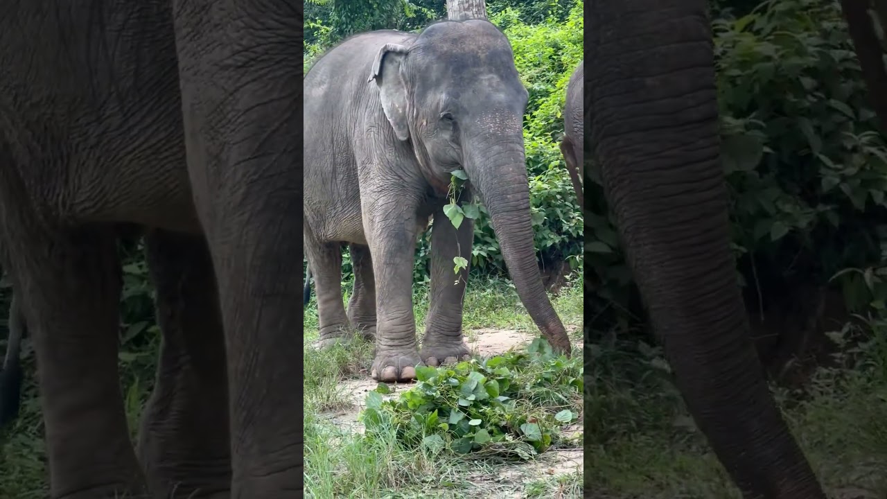 #animallovers