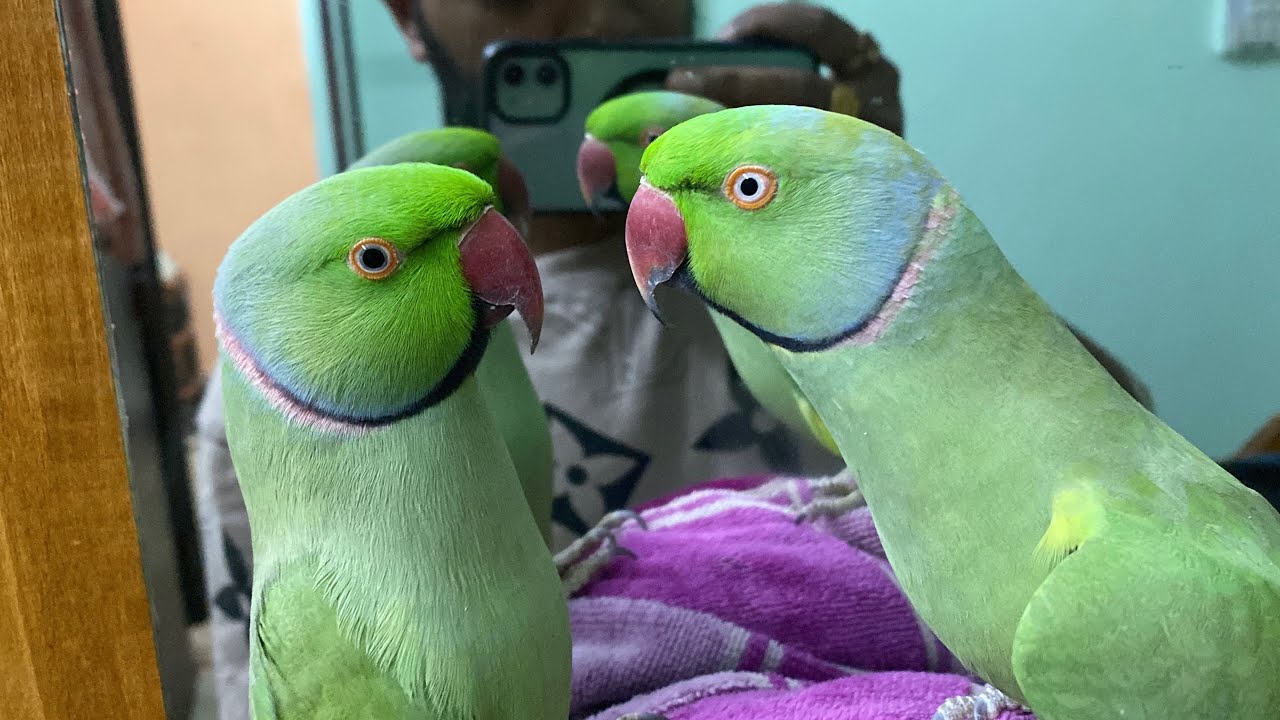 Parrot talking competition