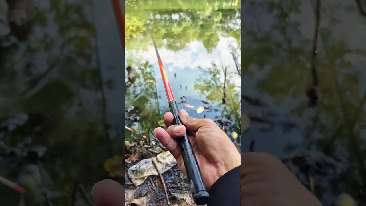 mancing di sepot ekowisata pik jakarta #doypising #mancing #mancingjakarta