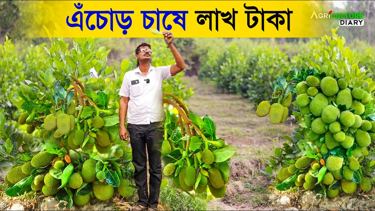 1 একর জমিতে ১০ লাখ টাকা আয় করুন কাঁঠাল চাষ করে |  JACKFRUIT Farming | 12 মাসী এঁচোড় চাষ
