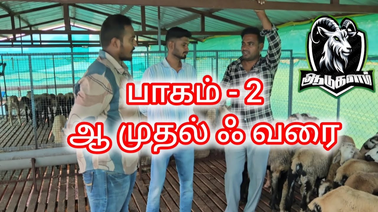 பாகம் 2 ஆடுகளம் ஆ முதல் ஃ வரை  #ஆடுவளர்ப்பு #எட்டயபுரம் #ஆட்டுச்சந்தை #ஆட்டுப்பண்ணை #ஆடுகளம் 