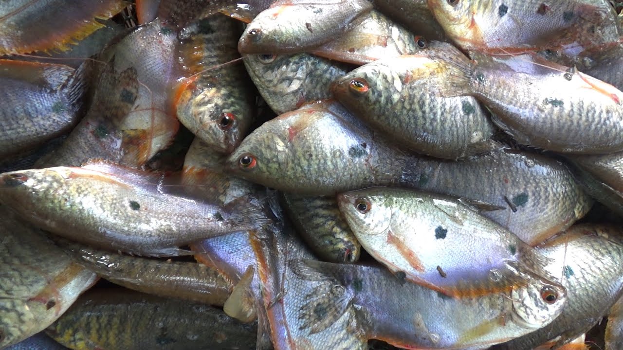 Biar pun ikan sepat yang penting hasil bubu payung melimpah #DB-486