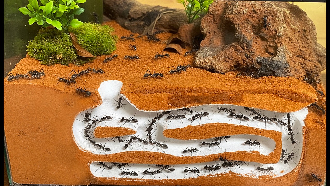 I Built my Bull Ant Colony a Tunnel !