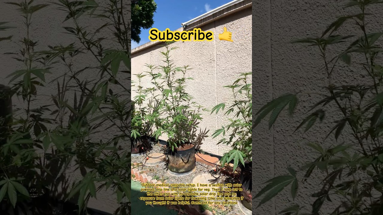 Outdoor medical cannabis setup idea #medical #cannabis #setup #hawaii #outdoors