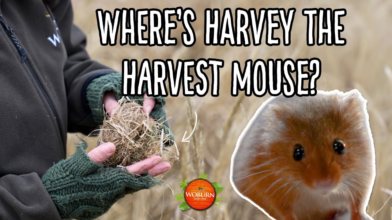 Get involved in the Where’s Harvey? campaign! 🐭✨