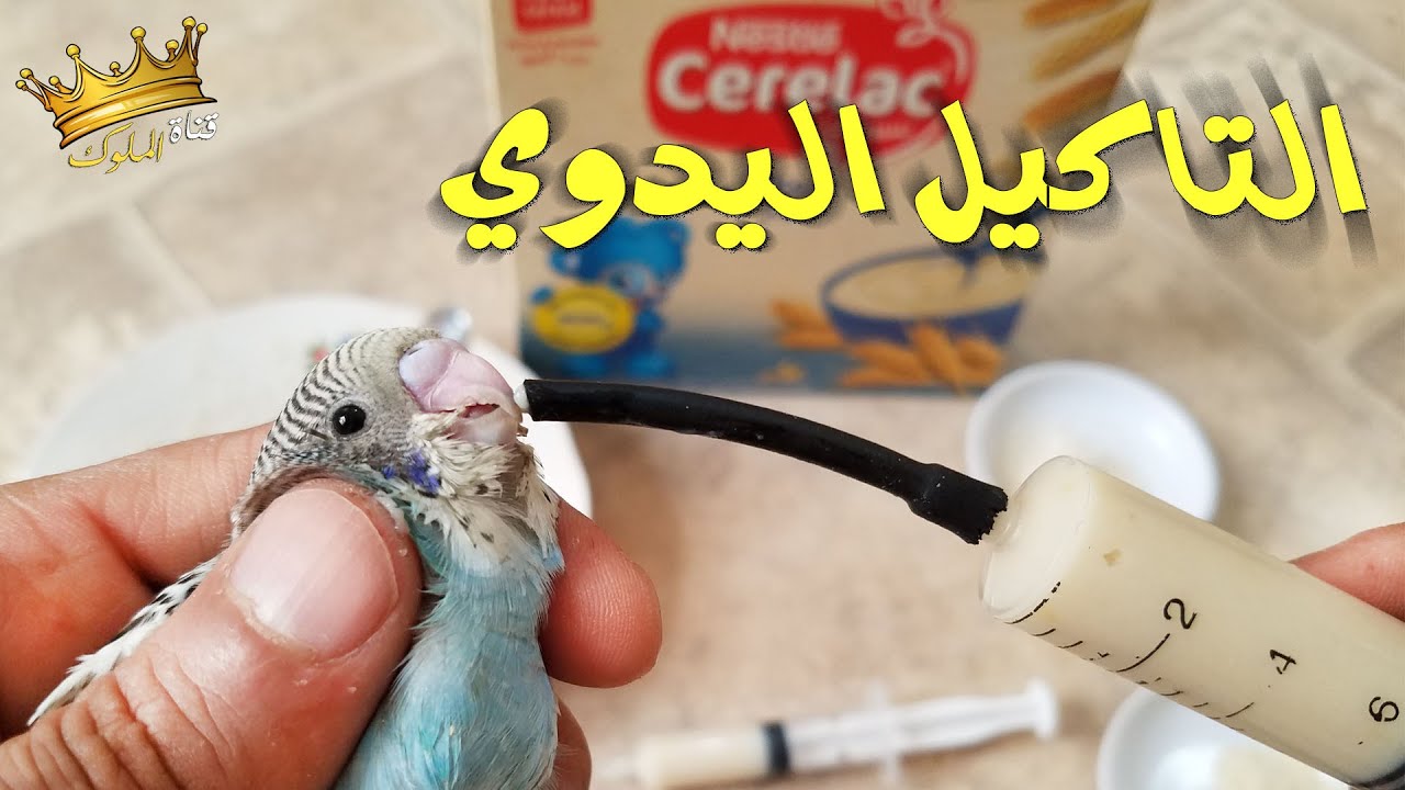 طريقة التأكيل اليدوي لفراخ البادجي + مكونات خلطة التأكيل اليدوي