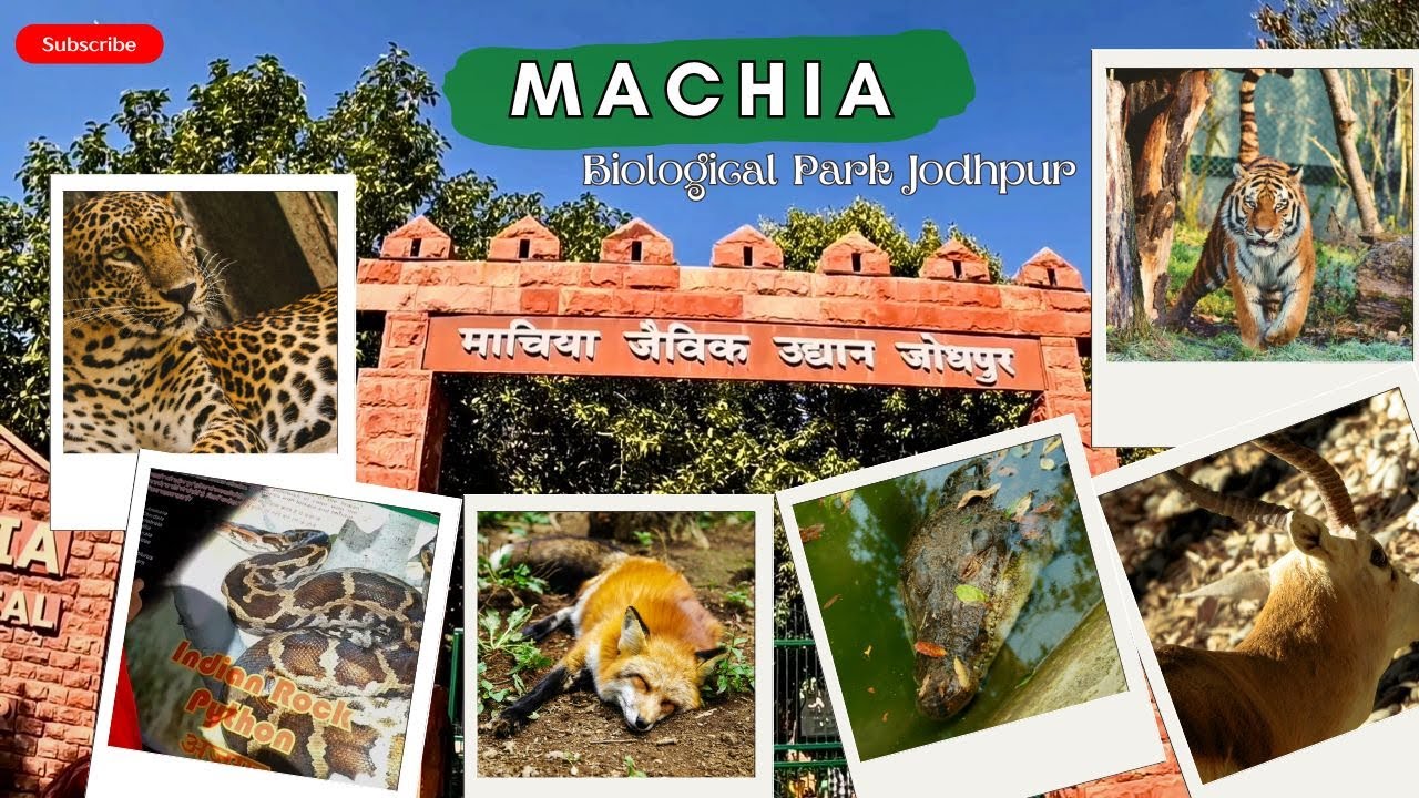 Machia Park Jodhpur - माचिया जैविक उद्यान जोधपुर - Walk Around Machia Biological Park Jodhpur