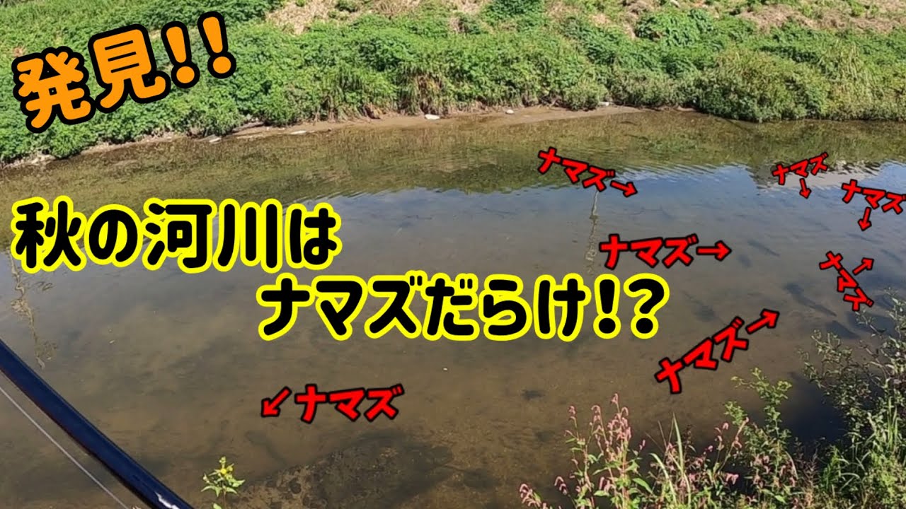 【ナマズ釣り】秋の河川で大量のナマズ発見‼️超デリケートなナマズを攻略するには⁉️