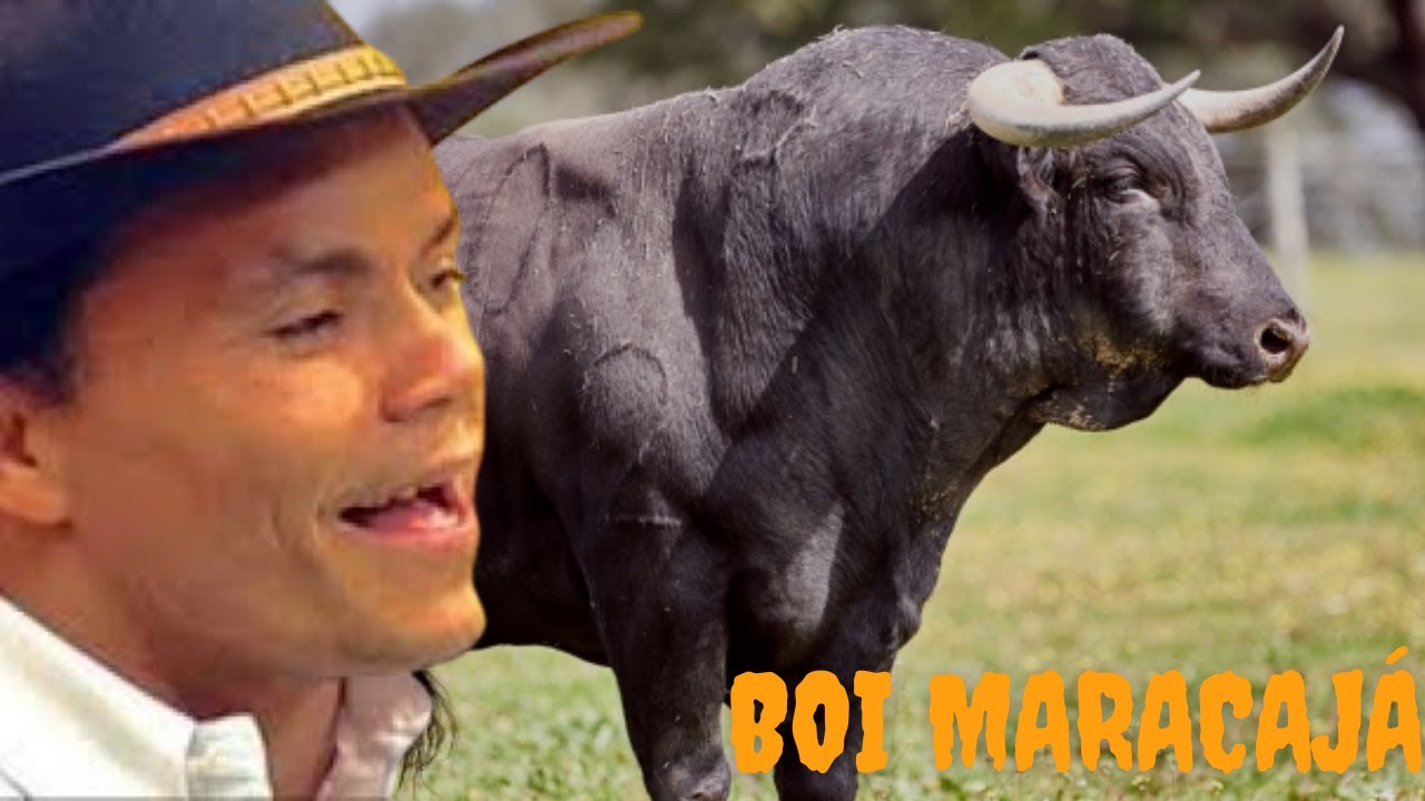 ⏯ Kara V&eacute;ia, Boi Maracaj&aacute;