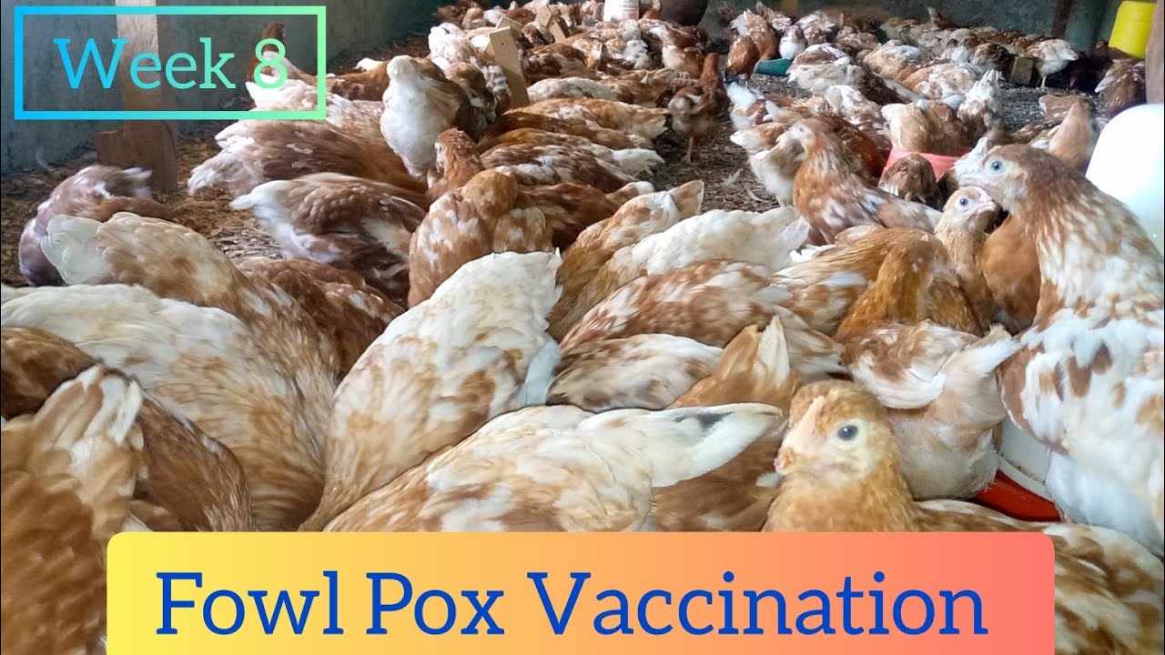 How to Vaccinate chickens against Fowl Pox disease |  Week 8 on the farm #farming