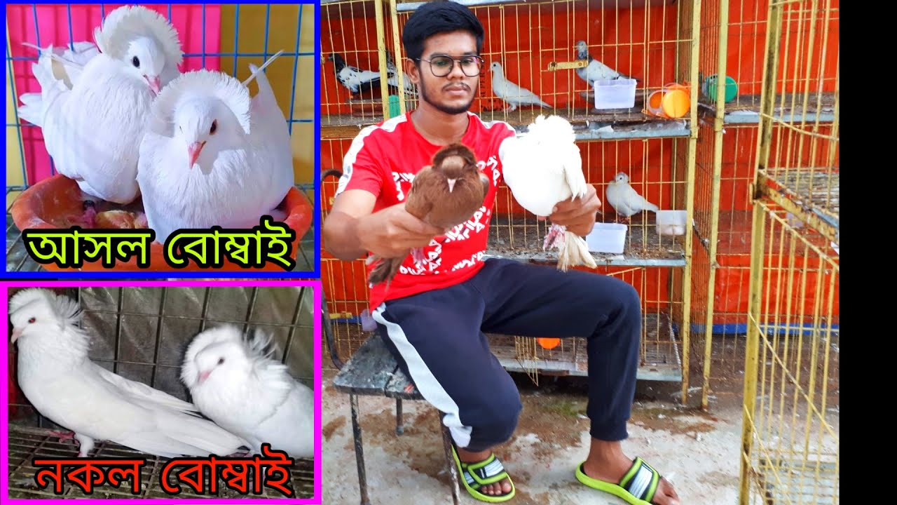 বোম্বাই কবুতরের দাম ও সেরা জাত | bombai pigeon price & best quality | indian bumbai pigeon