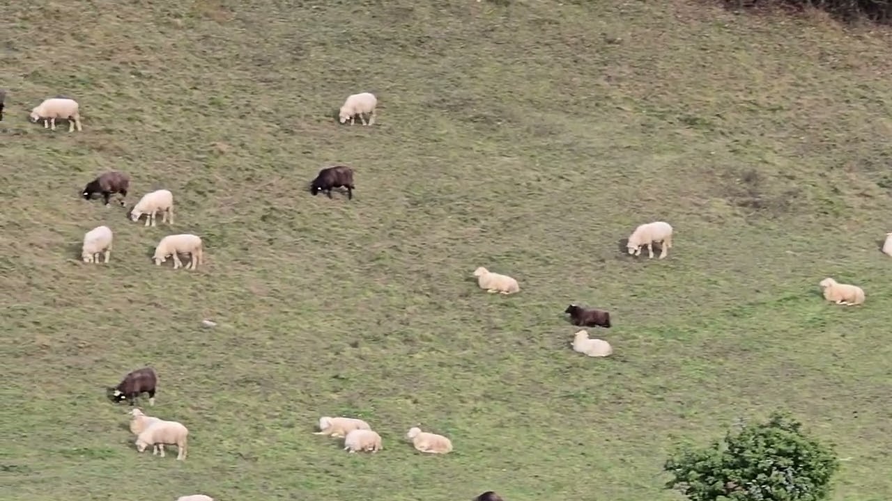 2025-11-02 KRIŽEVSKA VAS ARTIODACTYLA Ovis aries DOMAČA OVCA