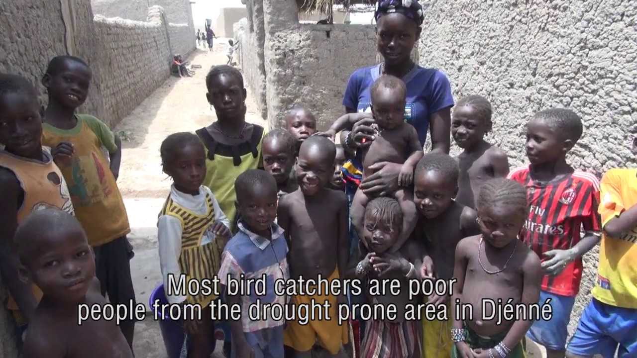 How to reverse bird capture in Mali bioright part2)