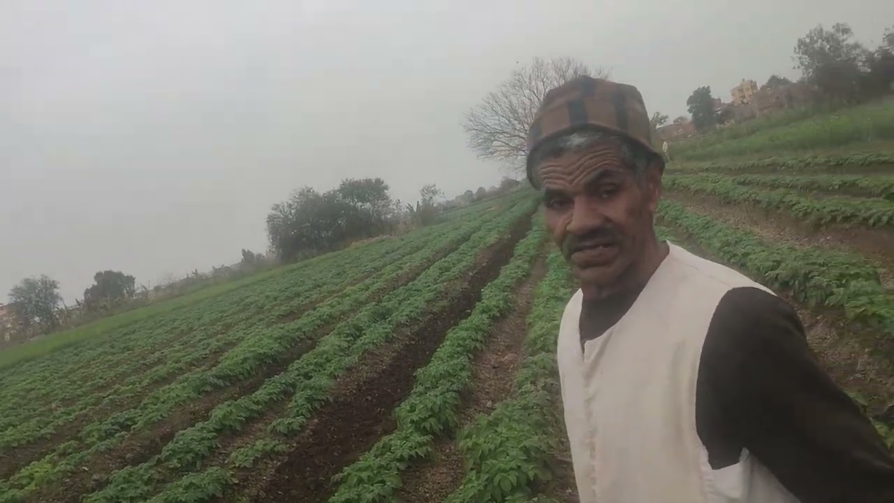 عزيق البطاطس بالمكنه ليوفر ايادي عامله