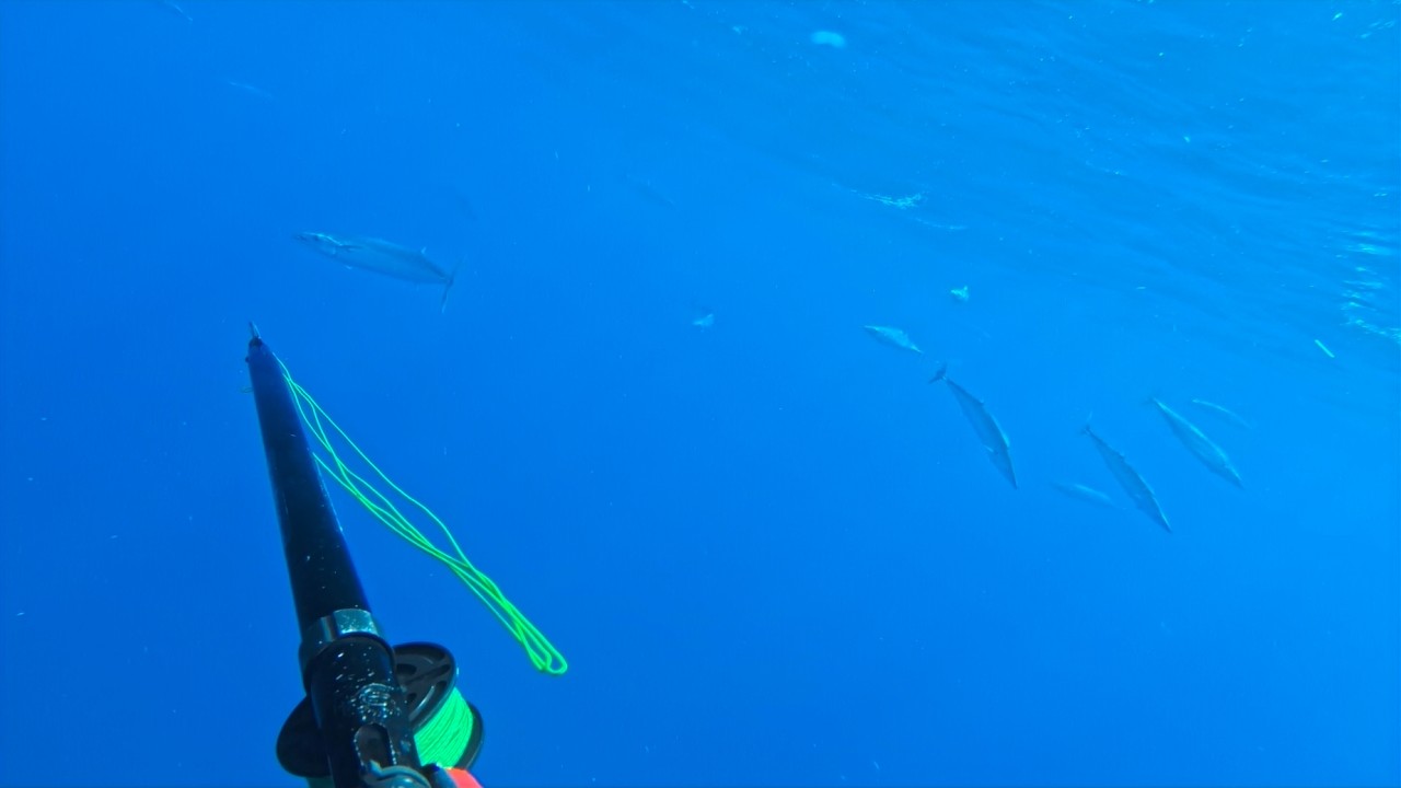 PESCA SUBMARINA NOVIEMBRE 2025